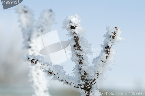 Image of Snowy tree trunks