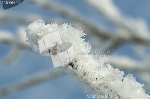 Image of Snowy tree trunks