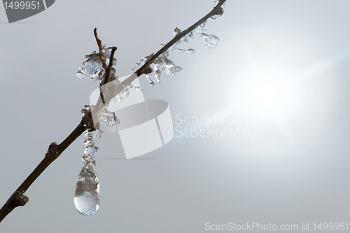 Image of Frozen dew drops on a branch