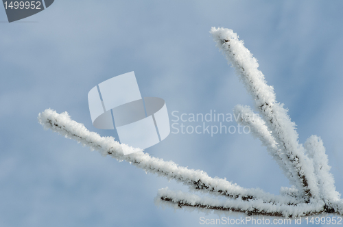 Image of Snowy tree trunks