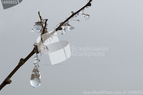 Image of Frozen dew drops on a branch