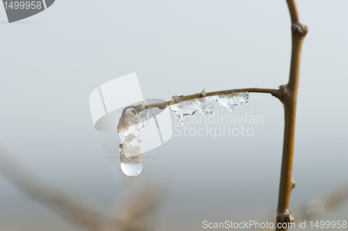 Image of Frozen dew drops on a branch