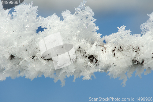 Image of Snowy tree trunks