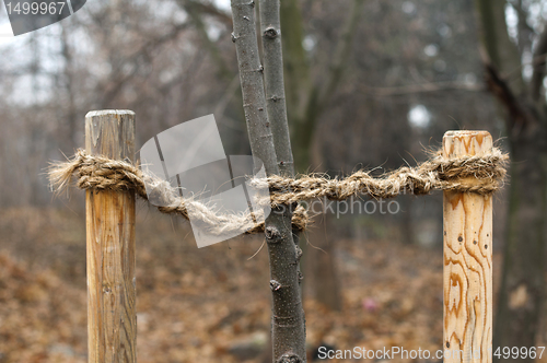 Image of Young roped saplings