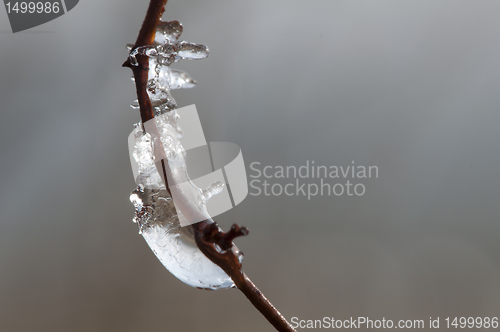 Image of Frozen dew drops on a branch