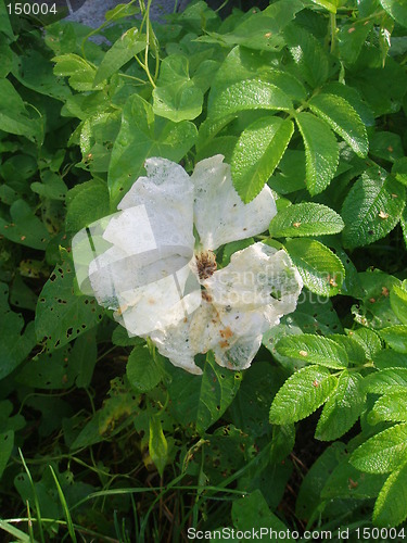 Image of Withered white rose