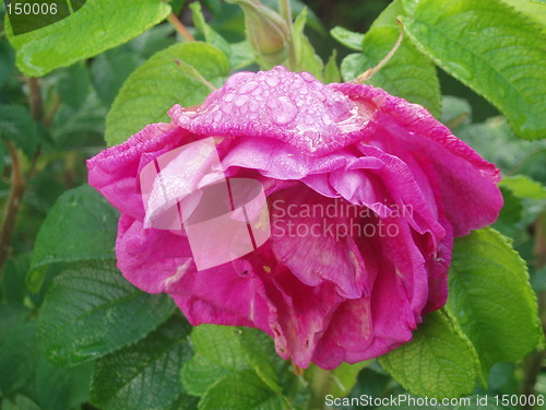 Image of Wet red rose