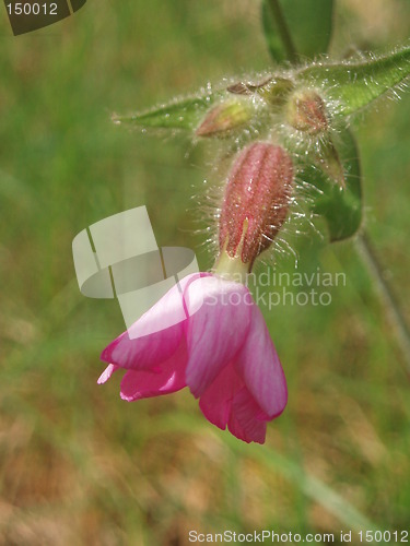 Image of Small wild flower