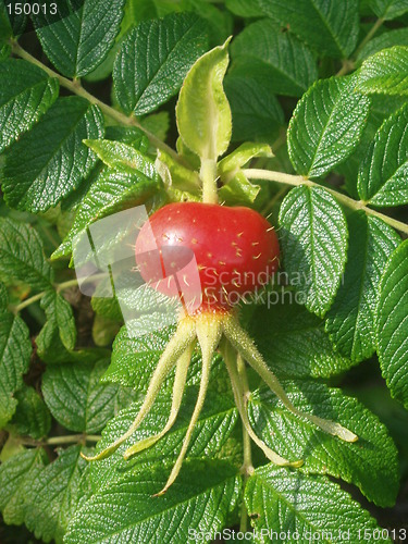 Image of Rosa rugosa