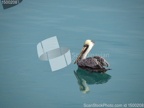 Image of Pelikan in Guatemala