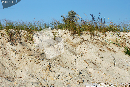 Image of Wild sandy beach with grass