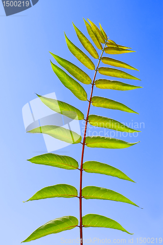 Image of Leaf of Staghorn sumac