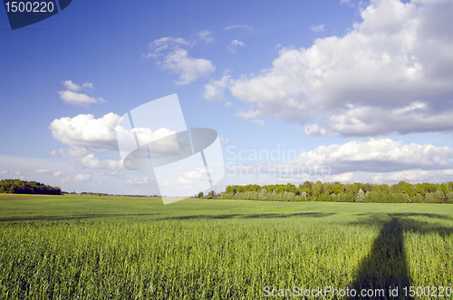 Image of Huge green meadow and tree shadow. Cloudy blue sky