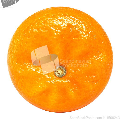 Image of Tangerine