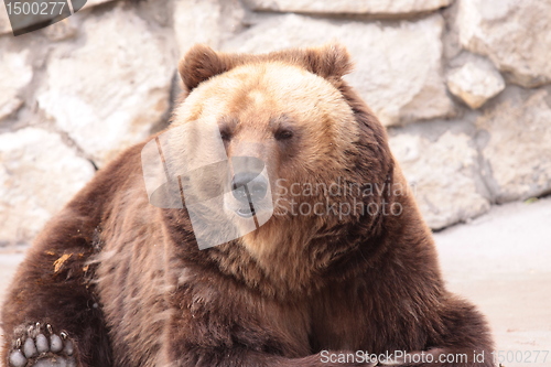 Image of Brown bear is looking