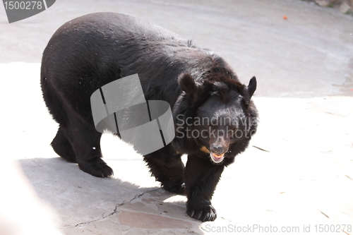 Image of The black bear in zoo