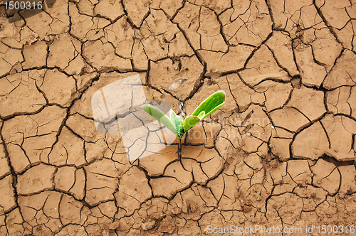 Image of Plant in dried cracked mud