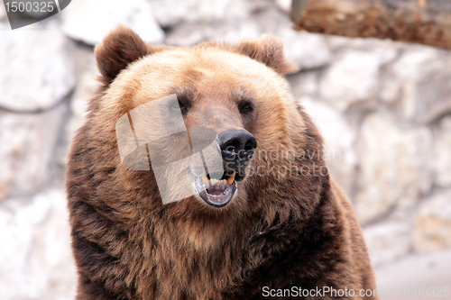 Image of The brown bear