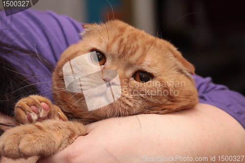 Image of The red-haired cat