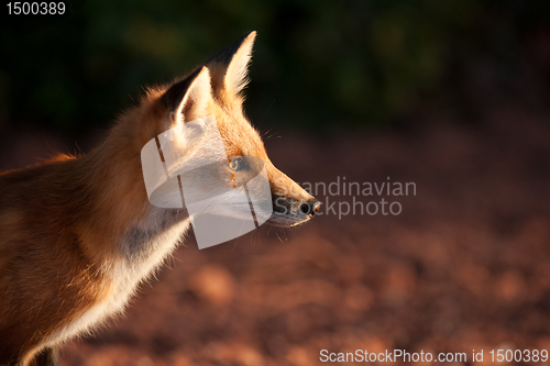 Image of Red fox