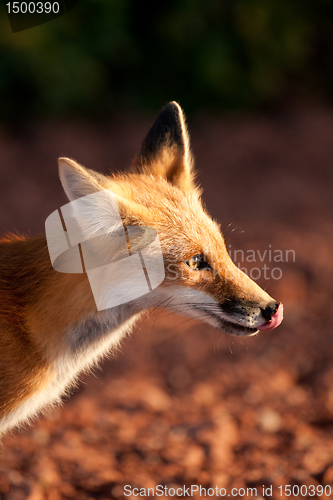 Image of Red fox