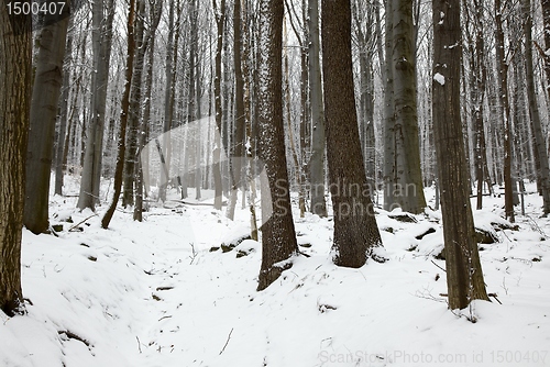 Image of Winter Forest