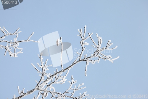 Image of Icy Branches