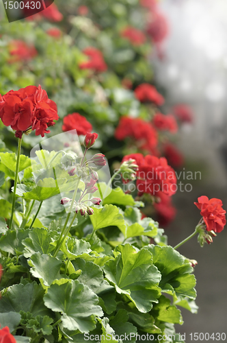 Image of Red Garden Geranium Flowers