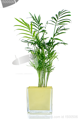 Image of Houseplant