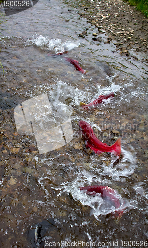 Image of Spawning Sockeye Salmon (Oncorhynchus nerka).