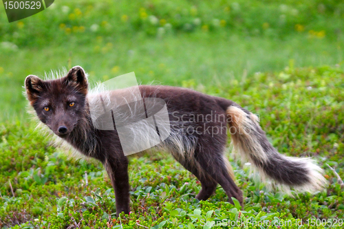 Image of Arctic Fox