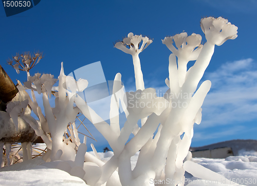 Image of Frozen flower