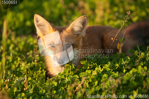 Image of Red fox