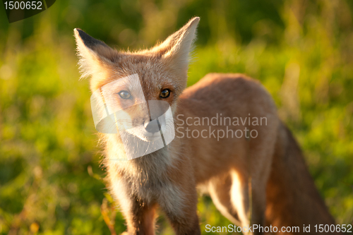 Image of Red fox