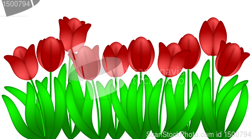 Image of Row of Red Tulips Flowers Isolated on White Background