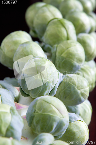 Image of Stalk of Brussels Sprouts 2