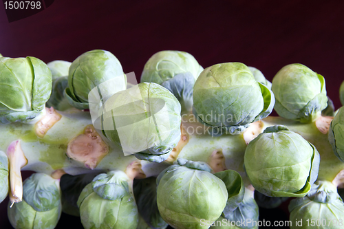 Image of Stalk of Brussels Sprouts