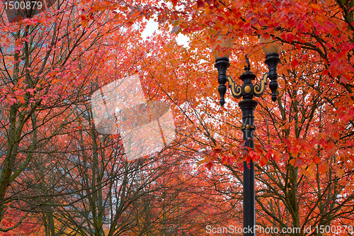 Image of Fall Colors at Portland Oregon Downtown City Park