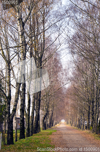 Image of Birch tree alley and gravel road betweem them.