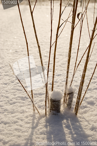 Image of Dry plant stem prominent out of snow in winter.