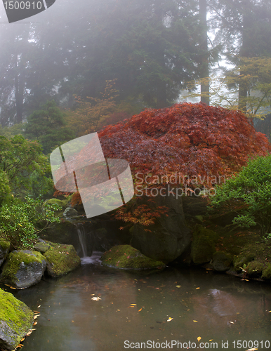 Image of Maple Tree Over Waterfall at Japanese Garden