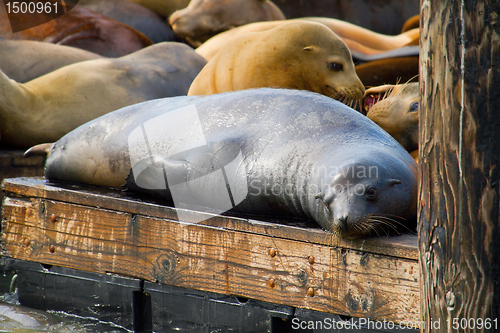 Image of Sea Lions at Pier 39 in San Francisco