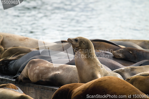 Image of Sea Lions Sunning on Barge at Pier 39 San Francisco