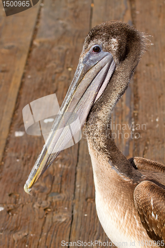 Image of Pelican at the Pier in San Francisco Bay