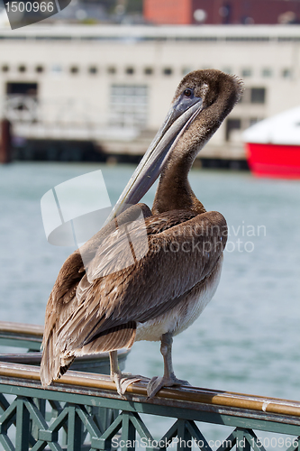 Image of Pelican by the Pier in San Francisco Bay