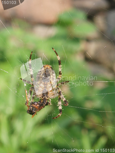 Image of Spider