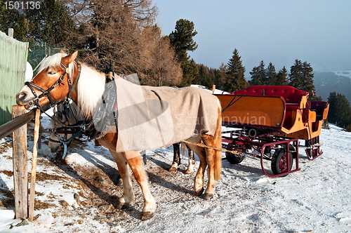 Image of Horse Sledge in Dolomiti, Italy