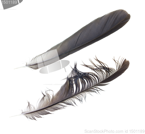Image of Black feather