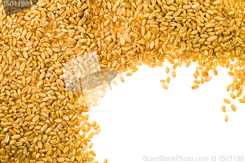 Image of Wheat grain