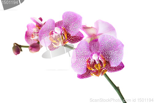 Image of Pink orchid